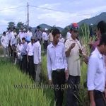 Phòng nông nghiệp và phát triển nông thôn huyện Đô Lương tổ chức hội thảo nhân rộng mô hình lúa CNR 6206